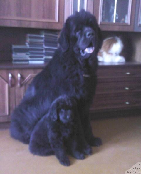 Фото: ньюфаундленд Винсент из Медвежьего Яра (Vincent iz Medvejyego Yara)