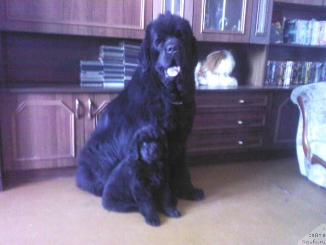 Фото: ньюфаундленд Винсент из Медвежьего Яра (Vincent iz Medvejyego Yara)