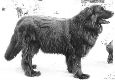 Фото: ньюфаундленд Злота Шери Лель