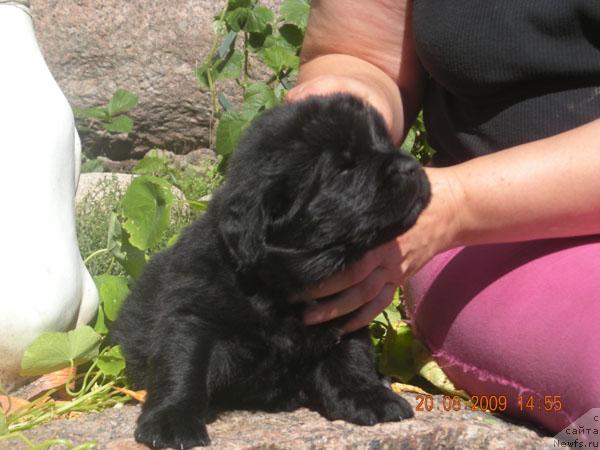 Фото: ньюфаундленд Плюшевая Панда Ребека