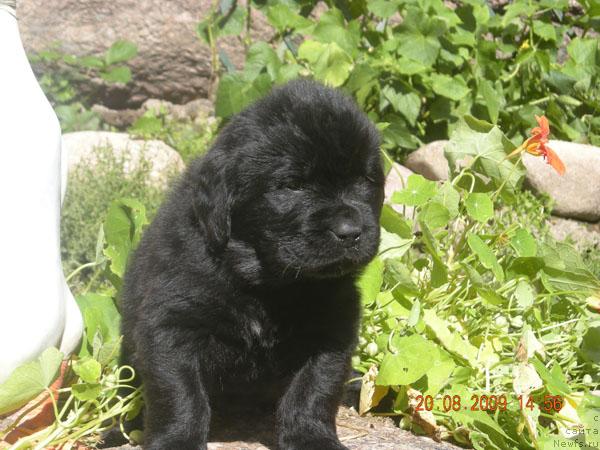 Фото: ньюфаундленд Плюшевая Панда Ребека