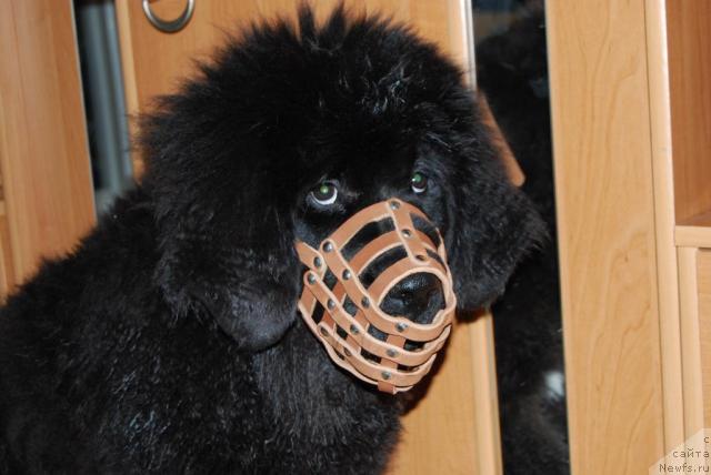 Фото: ньюфаундленд Формула Любви от Сибирского Медведя