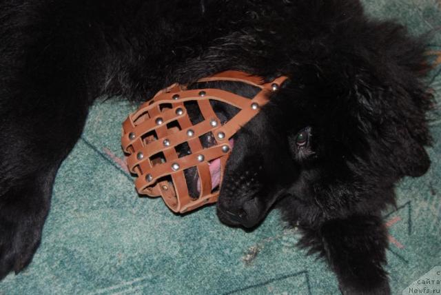 Фото: ньюфаундленд Формула Любви от Сибирского Медведя