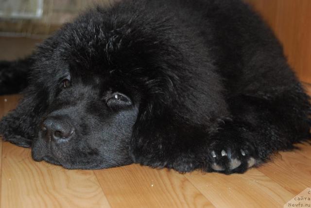 Фото: ньюфаундленд Формула Любви от Сибирского Медведя