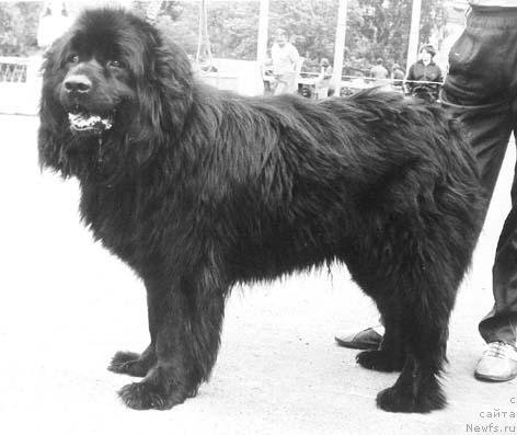 Фото: ньюфаундленд Прайк Олс