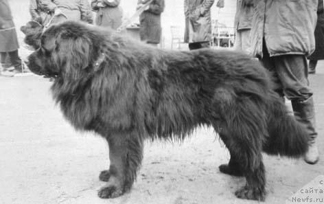 Фото: ньюфаундленд В'Грант Яр Вай