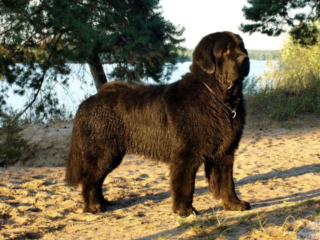 Фото: ньюфаундленд Аким из Волотова (Akim iz Volotova)