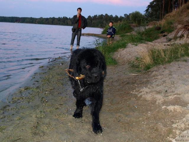 Фото: ньюфаундленд Аким из Волотова (Akim iz Volotova)