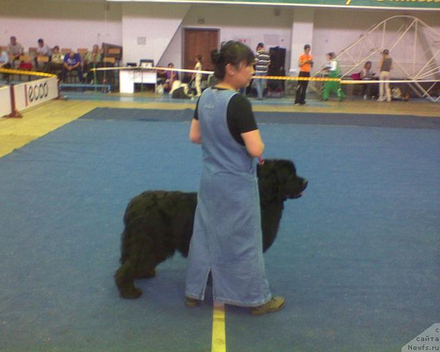 Фото: ньюфаундленд Юджиния из Медвежьего Яра (Yudzhiniya iz Medvejyego Yara)