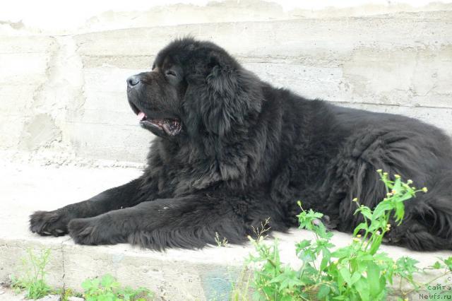 Фото: ньюфаундленд Супер Премиум Амелия Экшен