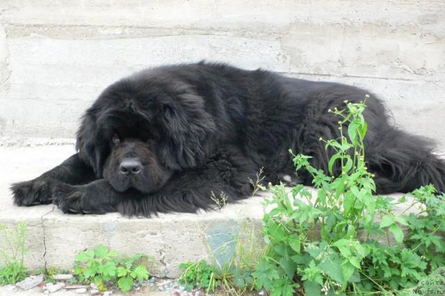 Фото: ньюфаундленд Супер Премиум Амелия Экшен