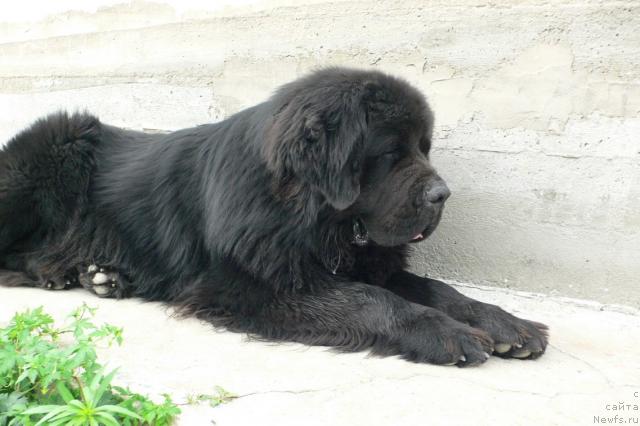 Фото: ньюфаундленд Веридан Звездный Путь