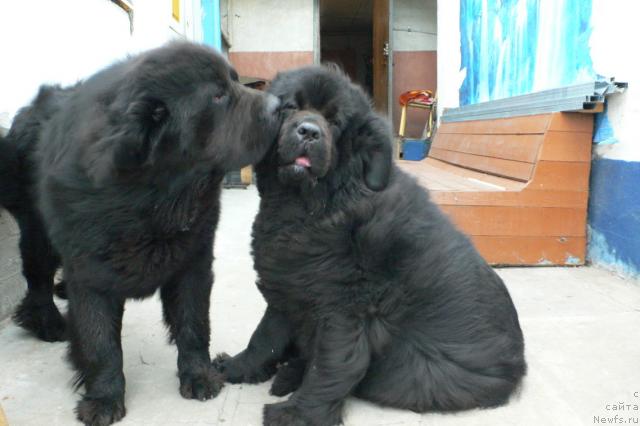 Фото: ньюфаундленд Веридан Звездный Путь, ньюфаундленд Супер Премиум Амелия Экшен