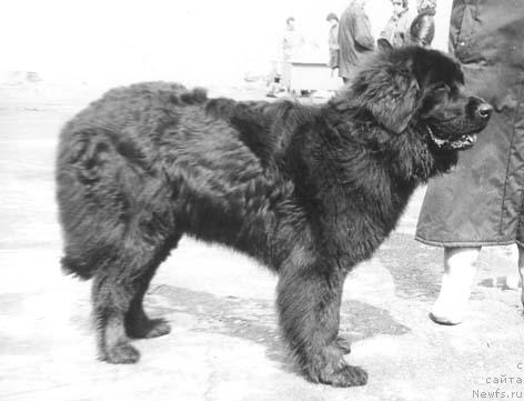 Фото: ньюфаундленд Урсула Клотт Шемон