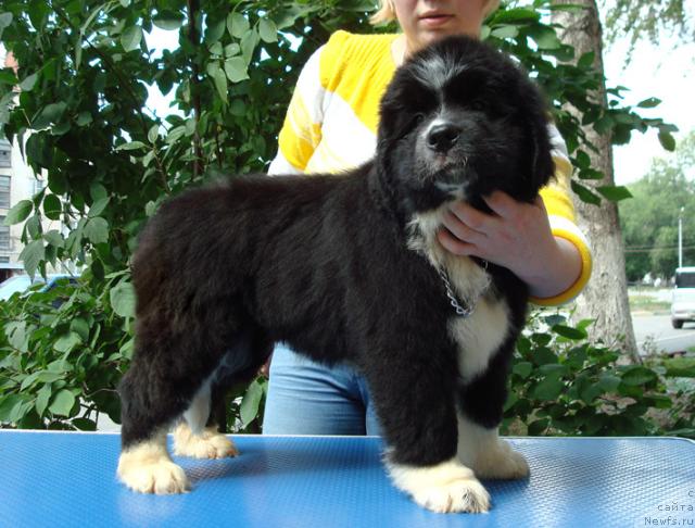 Фото: ньюфаундленд Маг Исполин Лавина (Mag Ispolin Lavina)