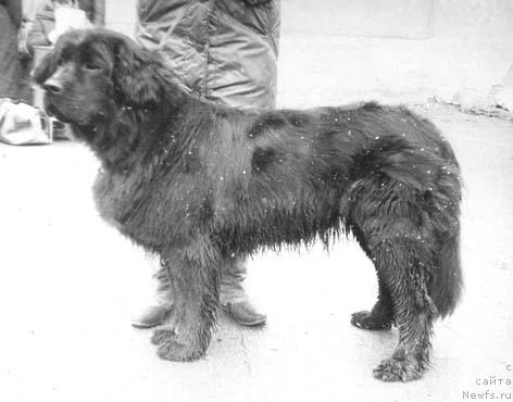 Фото: ньюфаундленд Лукерья Делсанд