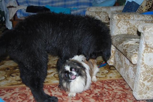 Фото: ньюфаундленд Формула Любви от Сибирского Медведя