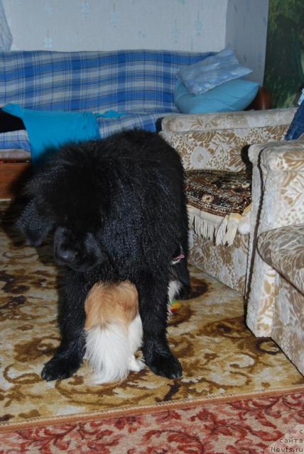 Фото: ньюфаундленд Формула Любви от Сибирского Медведя