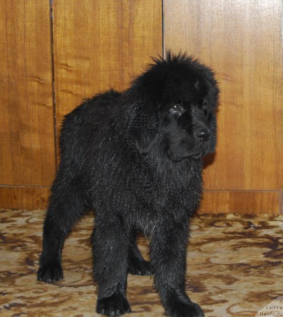 Фото: ньюфаундленд Формула Любви от Сибирского Медведя