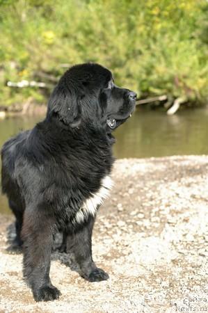 Фото: ньюфаундленд Любимая Моя с Берега Дона (Lubimaya Moya s Berega Dona)