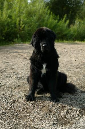 Фото: ньюфаундленд Любимая Моя с Берега Дона (Lubimaya Moya s Berega Dona)