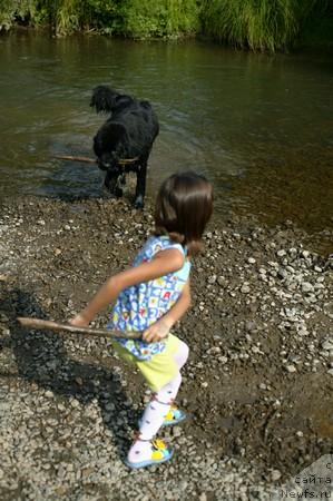 Фото: ньюфаундленд Любимая Моя с Берега Дона (Lubimaya Moya s Berega Dona)