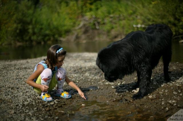 Фото: ньюфаундленд Любимая Моя с Берега Дона (Lubimaya Moya s Berega Dona)