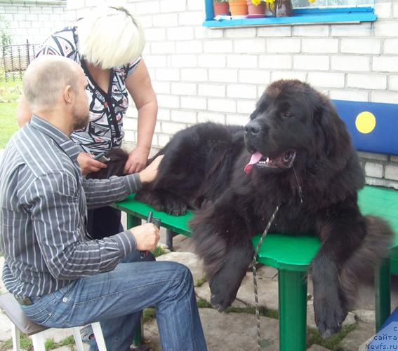 Фото: ньюфаундленд Кайра Рада, Ольга Портнякова, Сергей