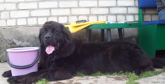 Фото: ньюфаундленд Кайра Рада