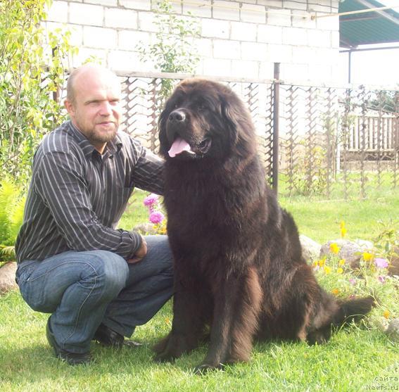 Фото: ньюфаундленд Кайра Рада, Сергей Толстой