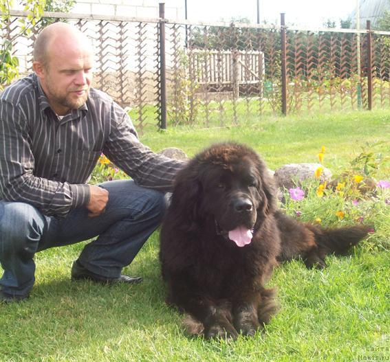 Фото: ньюфаундленд Кайра Рада, Сергей Толстой