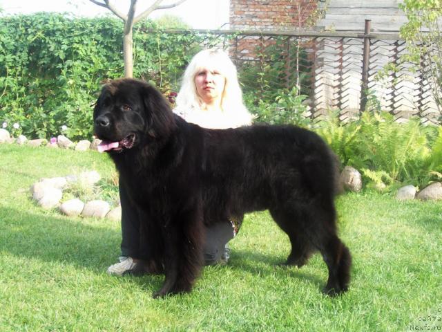 Фото: ньюфаундленд Кайра Рада, Анна Портнякова