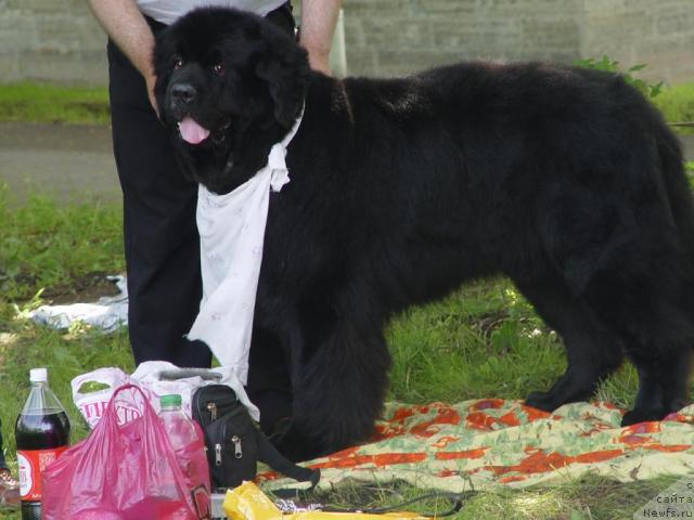 Фото: ньюфаундленд Смигар Персей Повелитель Морей