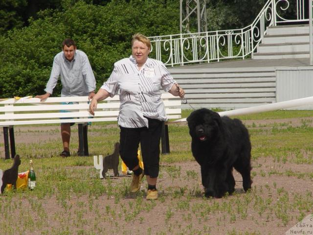 Фото: ньюфаундленд Смигар Персей Повелитель Морей