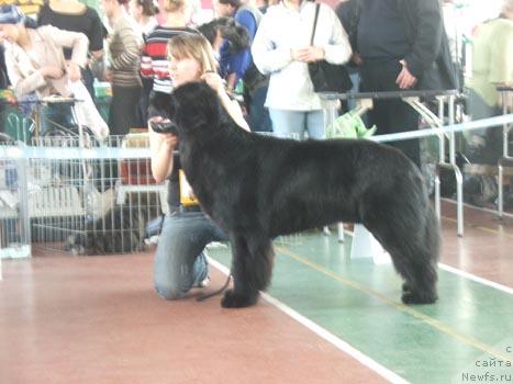 Фото: ньюфаундленд Плюшевая Панда Викар (Plushevaya Panda Vikar)