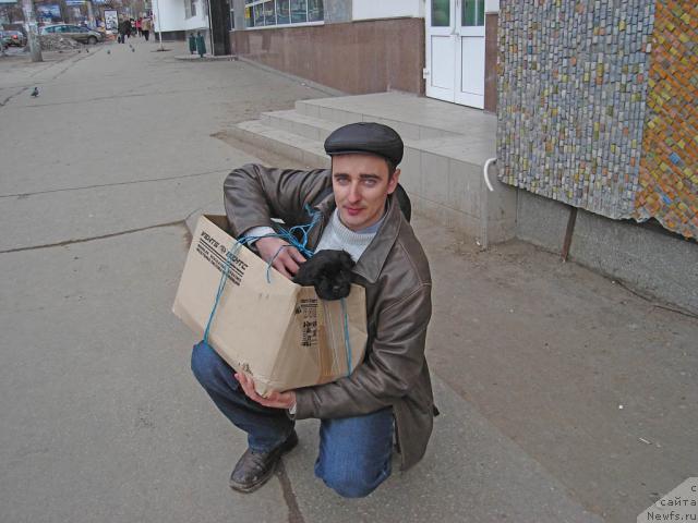 Фото: ньюфаундленд Юган с Тоянова Городка (Ygan s Toyanova Gorodka), Игорь Момот