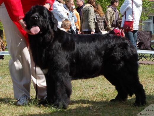 Фото: ньюфаундленд Miledy Nuo Ozo Kalvu (LKD)