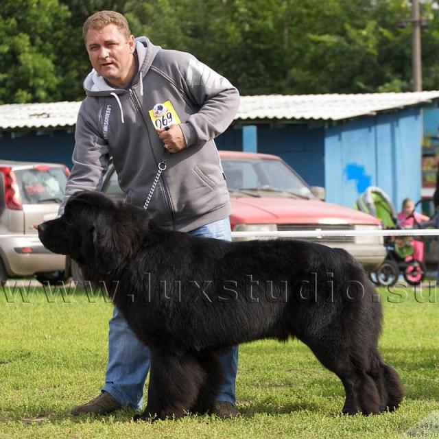 Фото: ньюфаундленд Севертан Урри