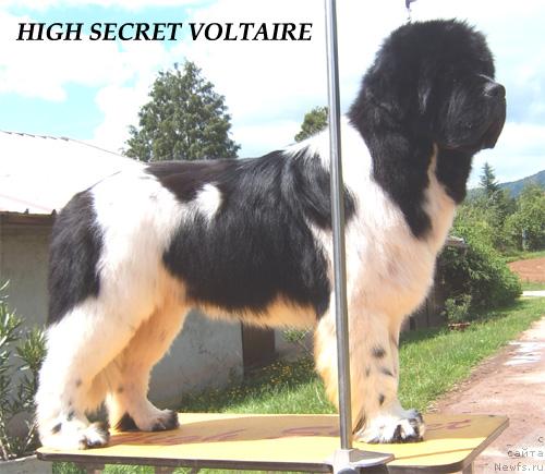 Фото: ньюфаундленд High Secret Voltaire