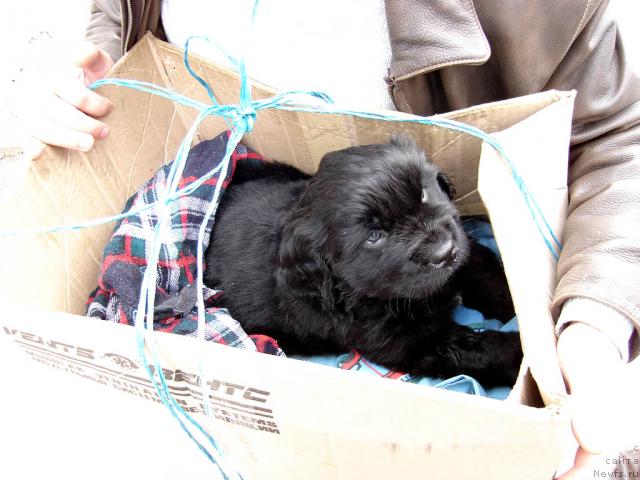 Фото: ньюфаундленд Юган с Тоянова Городка (Ygan s Toyanova Gorodka)