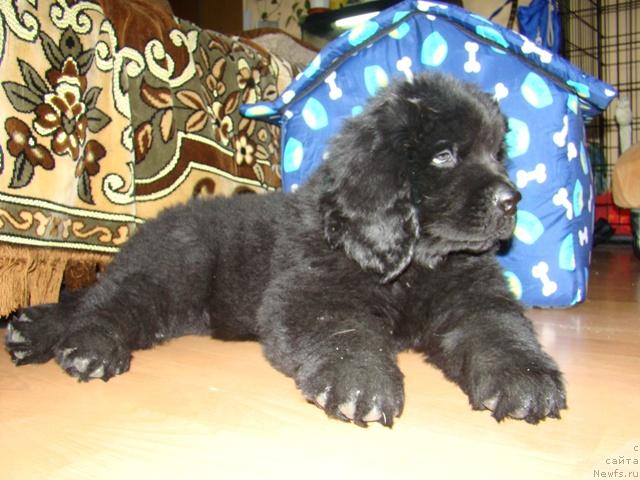 Фото: ньюфаундленд Зинедин из Сибирской Глубинки