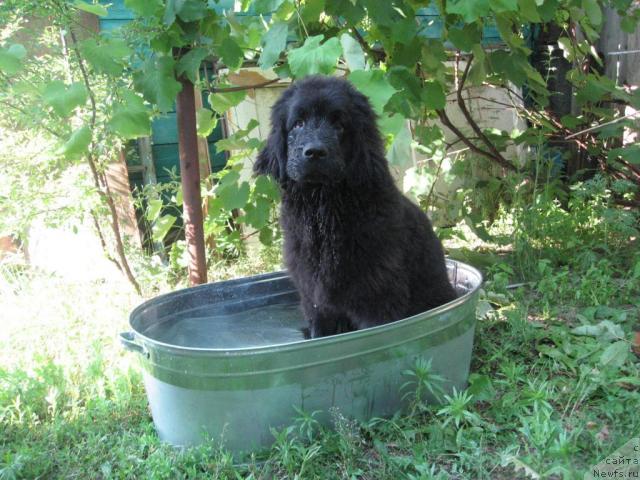 Фото: ньюфаундленд Великий Князь из Орловской Слободы