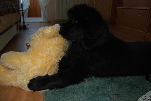 Фото: ньюфаундленд Формула Любви от Сибирского Медведя