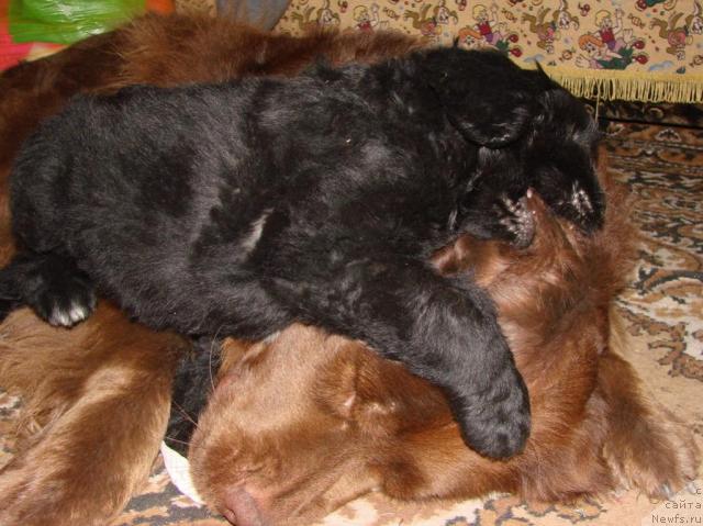 Фото: ньюфаундленд Лесная Сказка Изольда, ньюфаундленд Юган с Тоянова Городка (Ygan s Toyanova Gorodka)