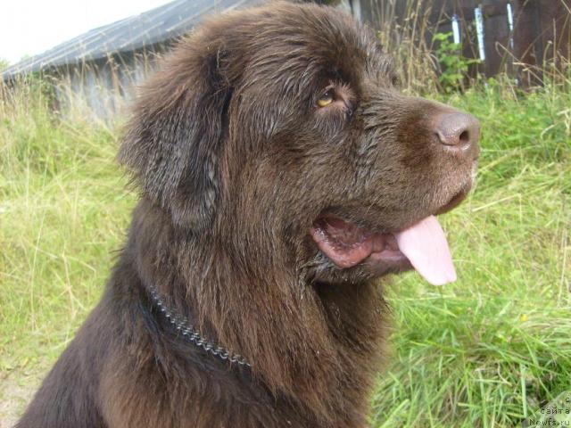 Фото: ньюфаундленд Фанньюф Акудзява Назаровна