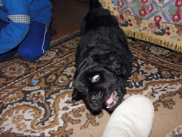 Фото: ньюфаундленд Юган с Тоянова Городка (Ygan s Toyanova Gorodka)