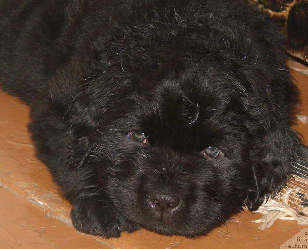 Фото: ньюфаундленд Юган с Тоянова Городка (Ygan s Toyanova Gorodka)