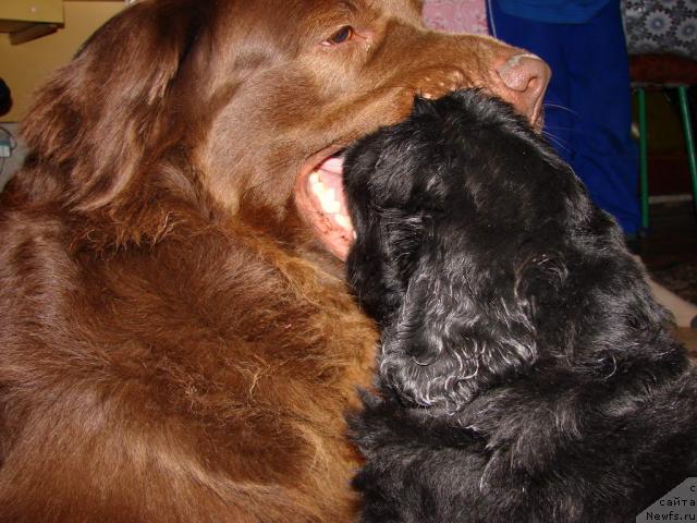 Фото: ньюфаундленд Лесная Сказка Изольда, ньюфаундленд Юган с Тоянова Городка (Ygan s Toyanova Gorodka)