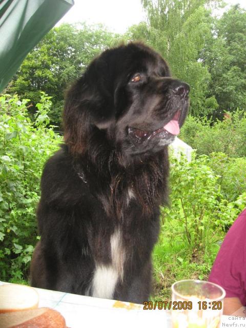 Фото: ньюфаундленд Балустар де Мантальчино