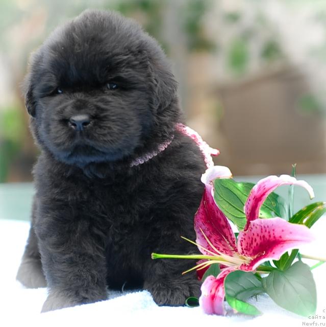 Фото: ньюфаундленд Сент Джонс Тендер Кисс оф Элли (Sent Djons Tender Kiss of Elly)